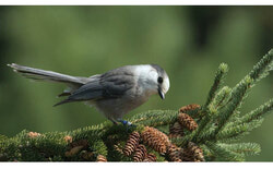 Gatineau is moving toward official recognition as a Bird-Friendly City, following a unanimous council decision to protect urban bird habitats, raise public awareness, and strengthen biodiversity across the municipality. Photo: Courtesy of Nature Canada