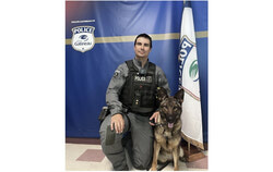 Riley, une femelle berger allemand âgée de deux ans, a récemment intégré l’unité canine du SPVG. Aux côtés de son maître, l’agent Gabriel Pouliot, elle est une alliée précieuse lors de diverses interventions et opérations policières. Photo : Gracieuseté