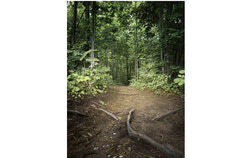 The MRC de La Vallée-de-la-Gatineau is asking residents to complete a short online survey by August 20 on the future of the forest and wood industry, as the sector contends with the Domtar mill's uncertain fate, steep US tariffs, climate pressures and an invasive pest. Photo: Tashi Farmilo